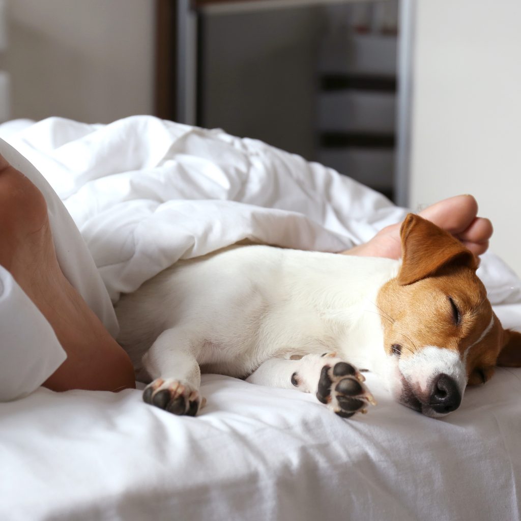 A Jack Russell terrier lies in bed between the feet of his owner