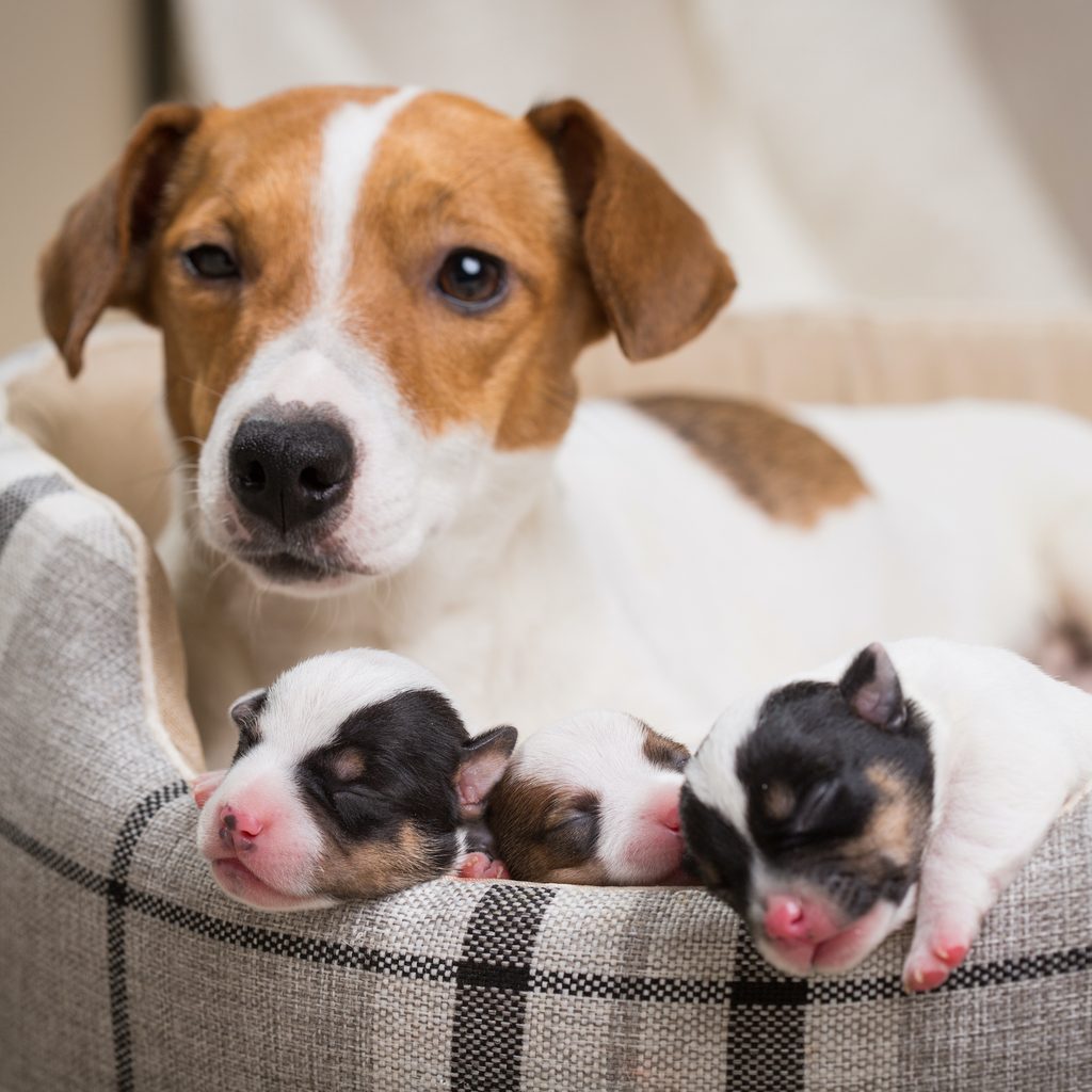 A Jack Russell Terrier lies in a dog bed with her three puppies