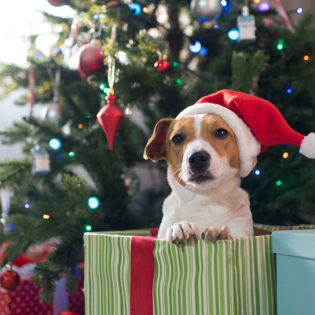A Jack Russell Terrier wearing a Santa hat sits in a Christmas present in front of a tree