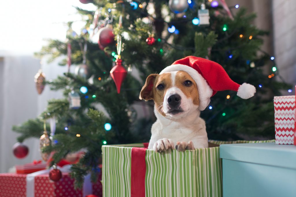 A Jack Russell Terrier wearing a Santa hat sits in a Christmas present in front of a tree