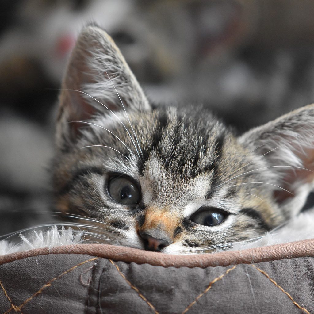 Kitten lying in a cat bed with its head on the edge