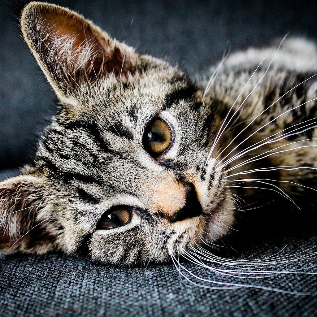 Kitten lying on a grey upholstered chair