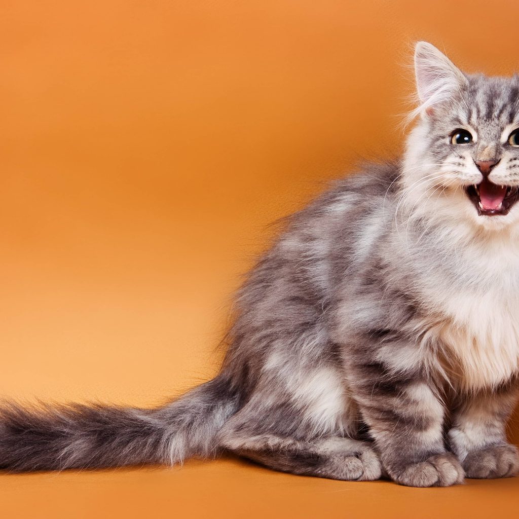 Fluffy gray cat sits and meows on a brown background