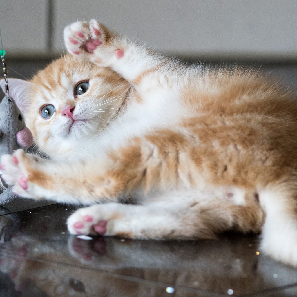 Orange and white kitten playing with a mouse toy