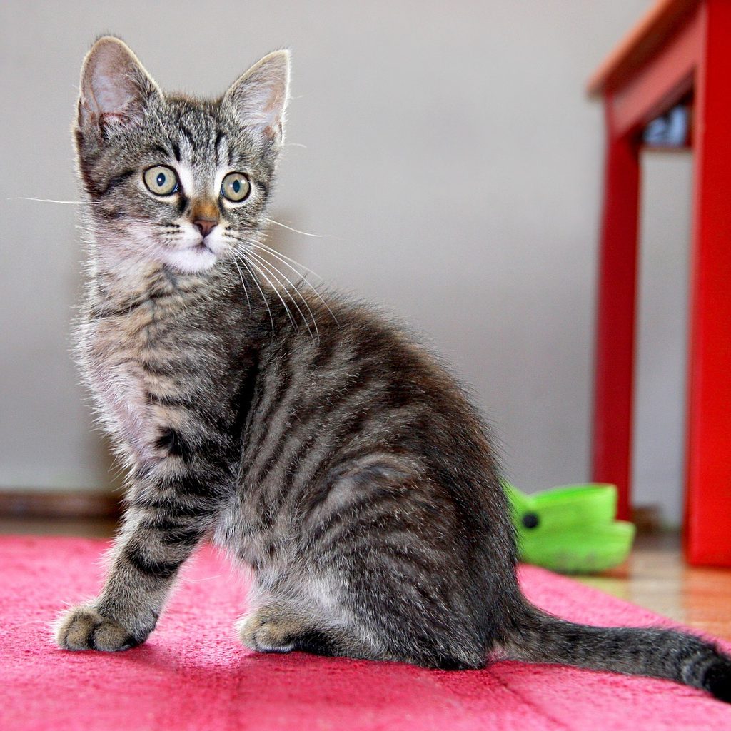 Young kitten sitting on a red carpet