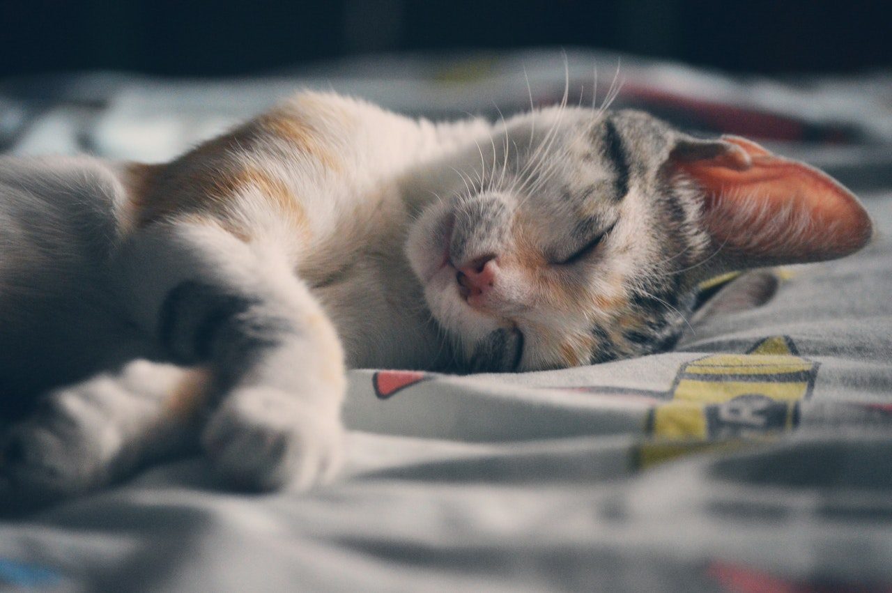 A kitten sleeping on crayon-patterned sheets.