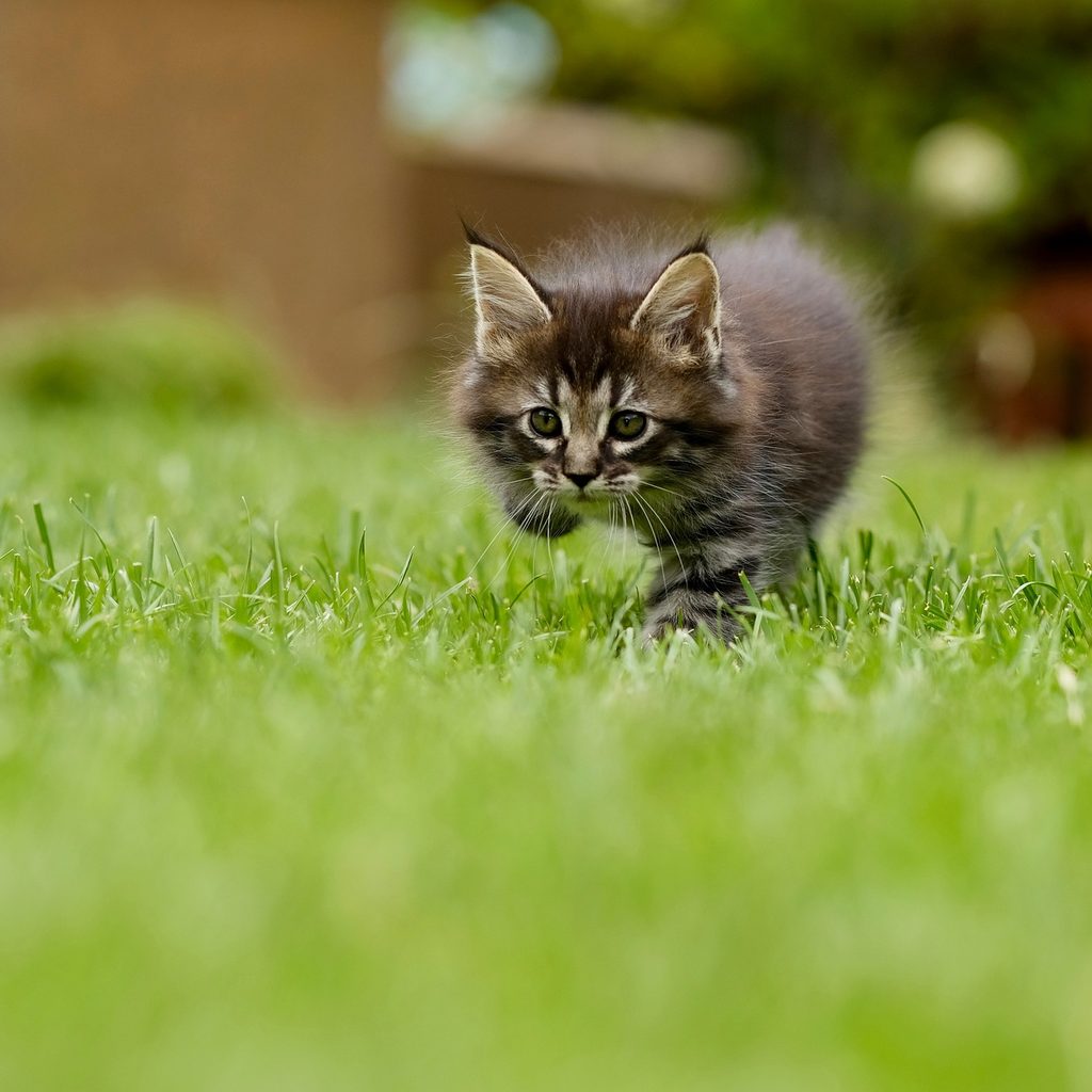 Young kitten trotting through a grassy yard