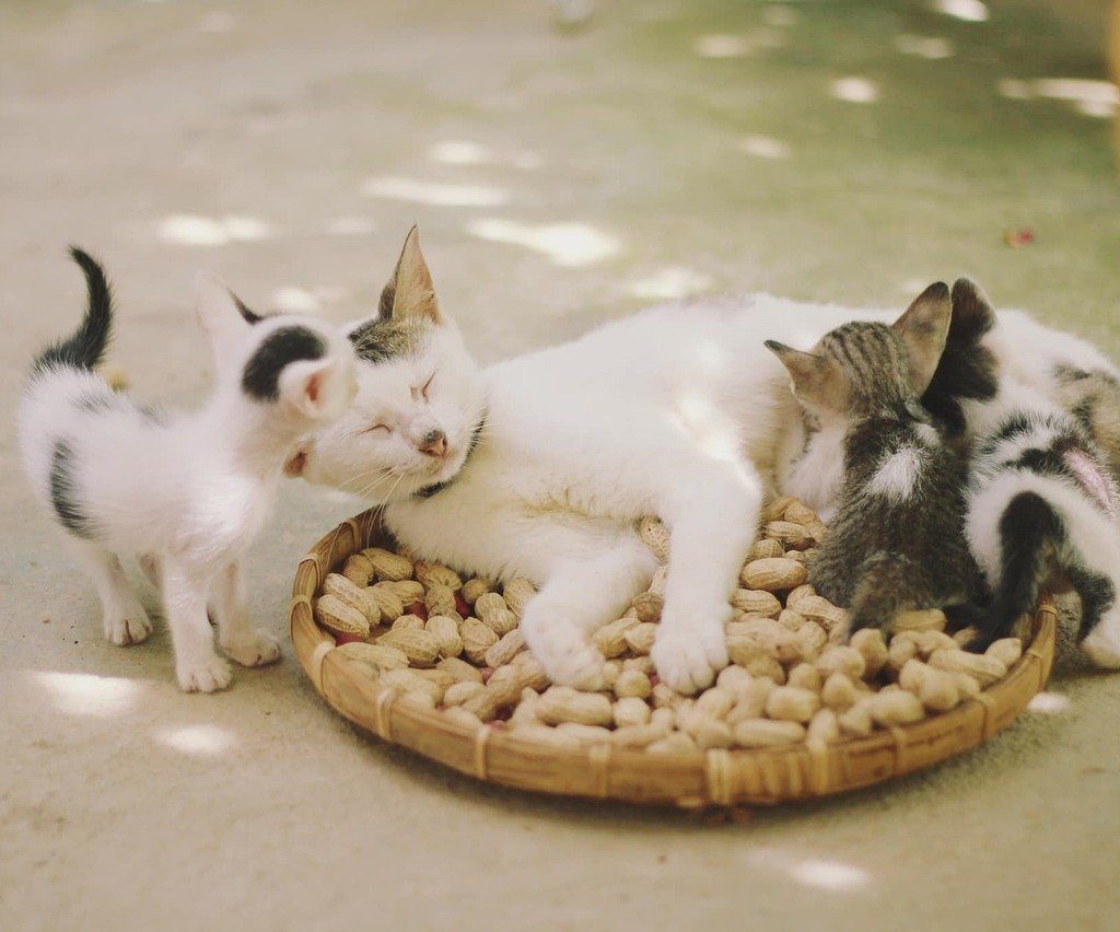 A mama cat snuggling her three kittens.