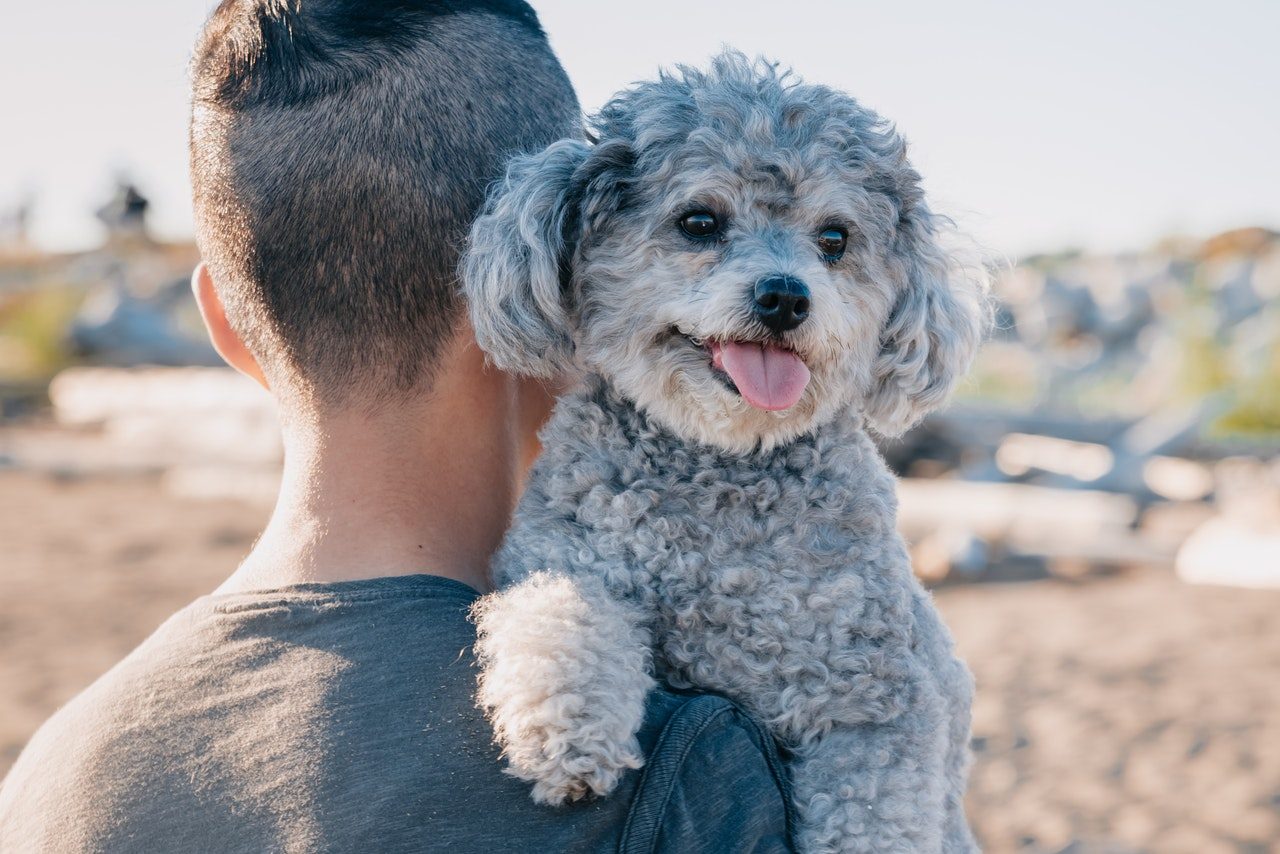 A man carries an older gray Poodle at the beach.
