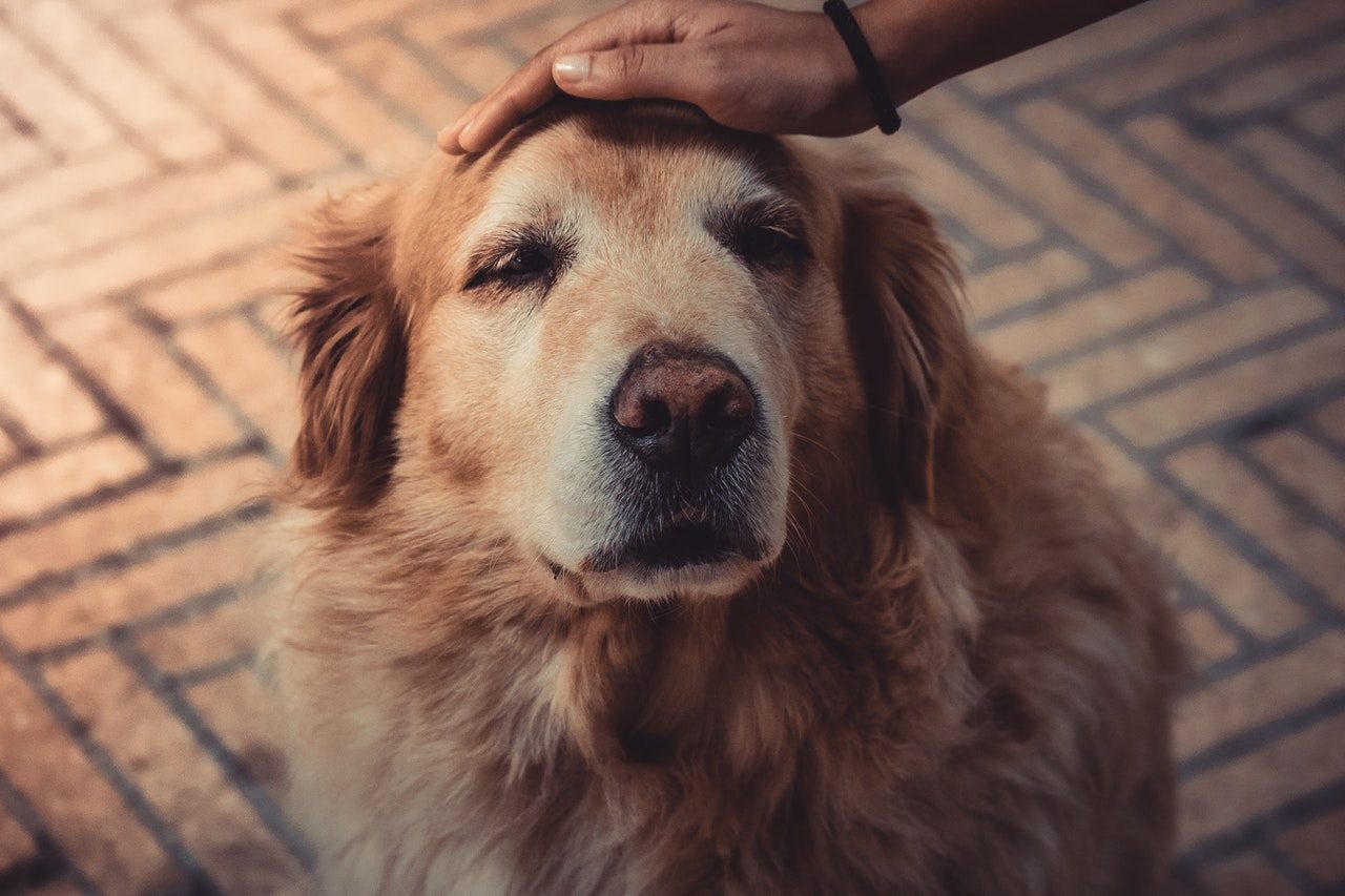 Aa man petting an old Golden Retriever on the head.