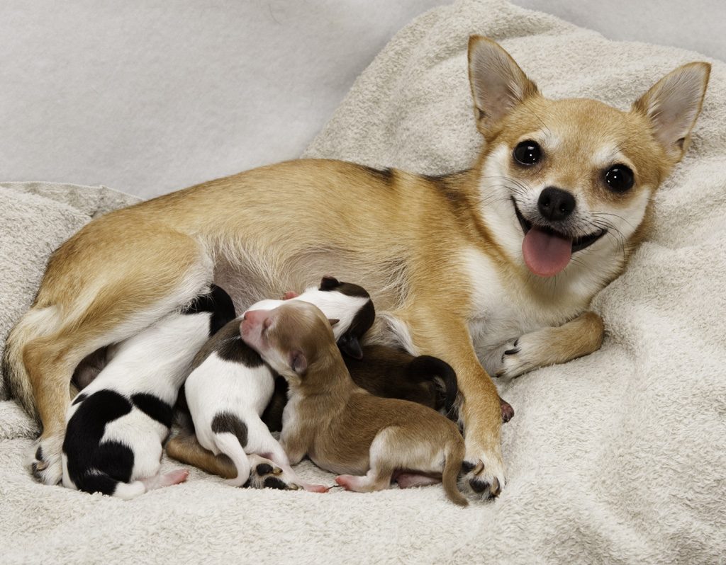Mom with her newborn puppies.
