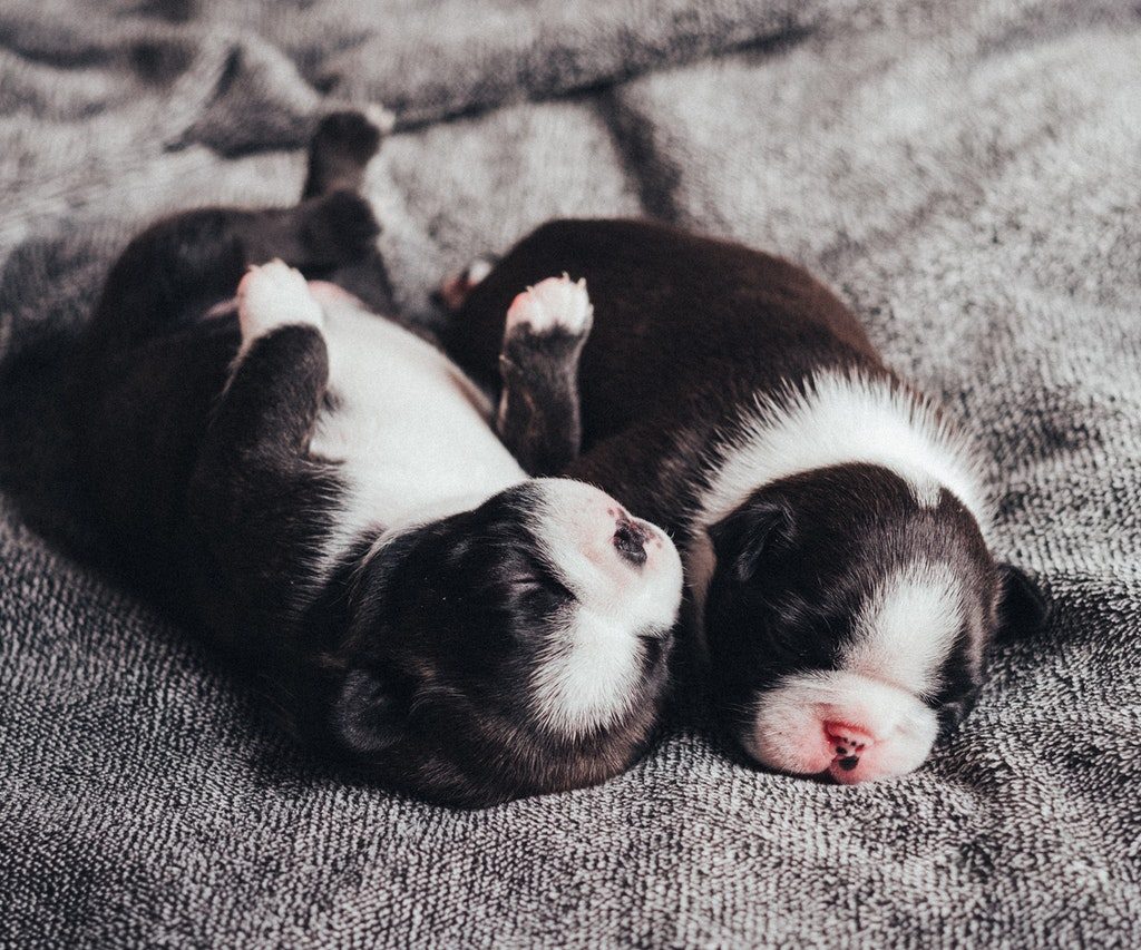 Two newborn black and white French bulldog puppies.