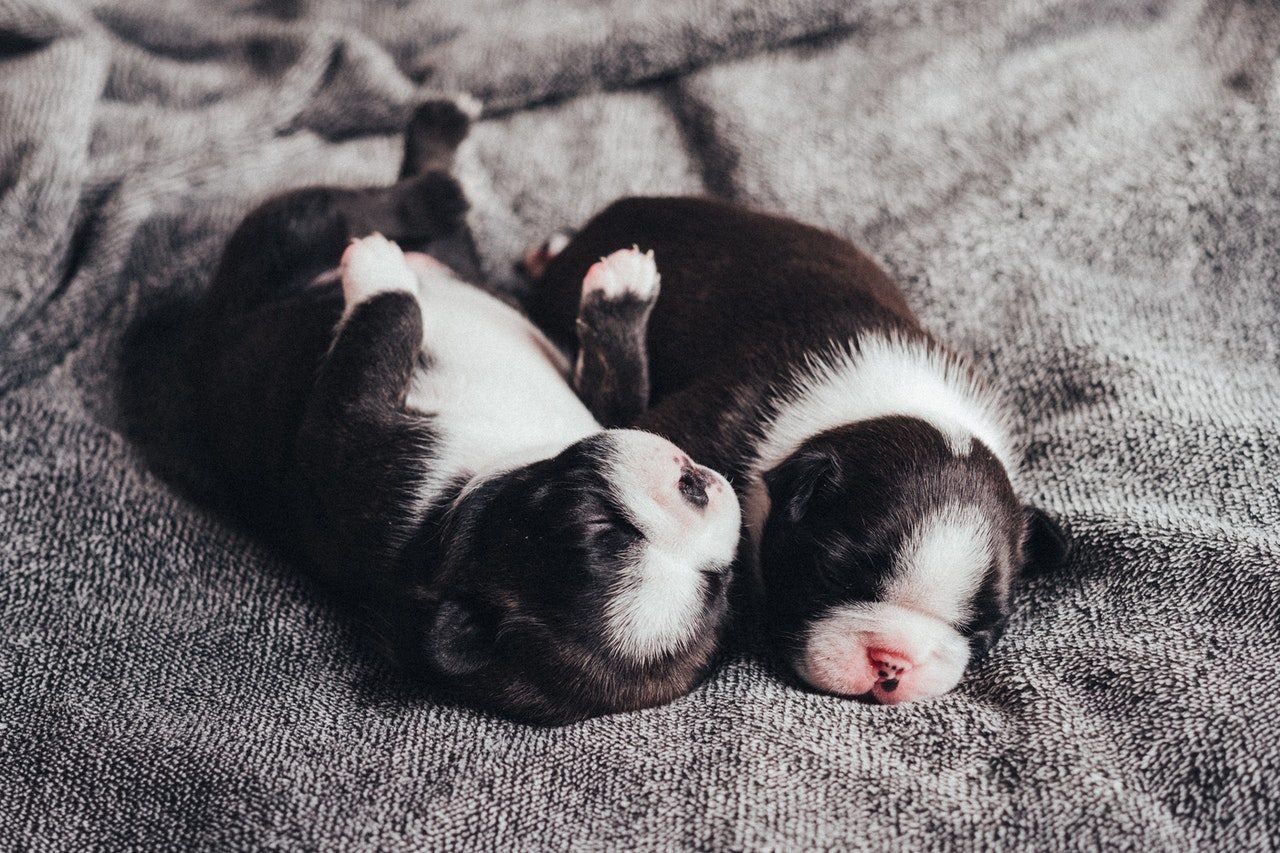 Two newborn black and white French Bulldog puppies.