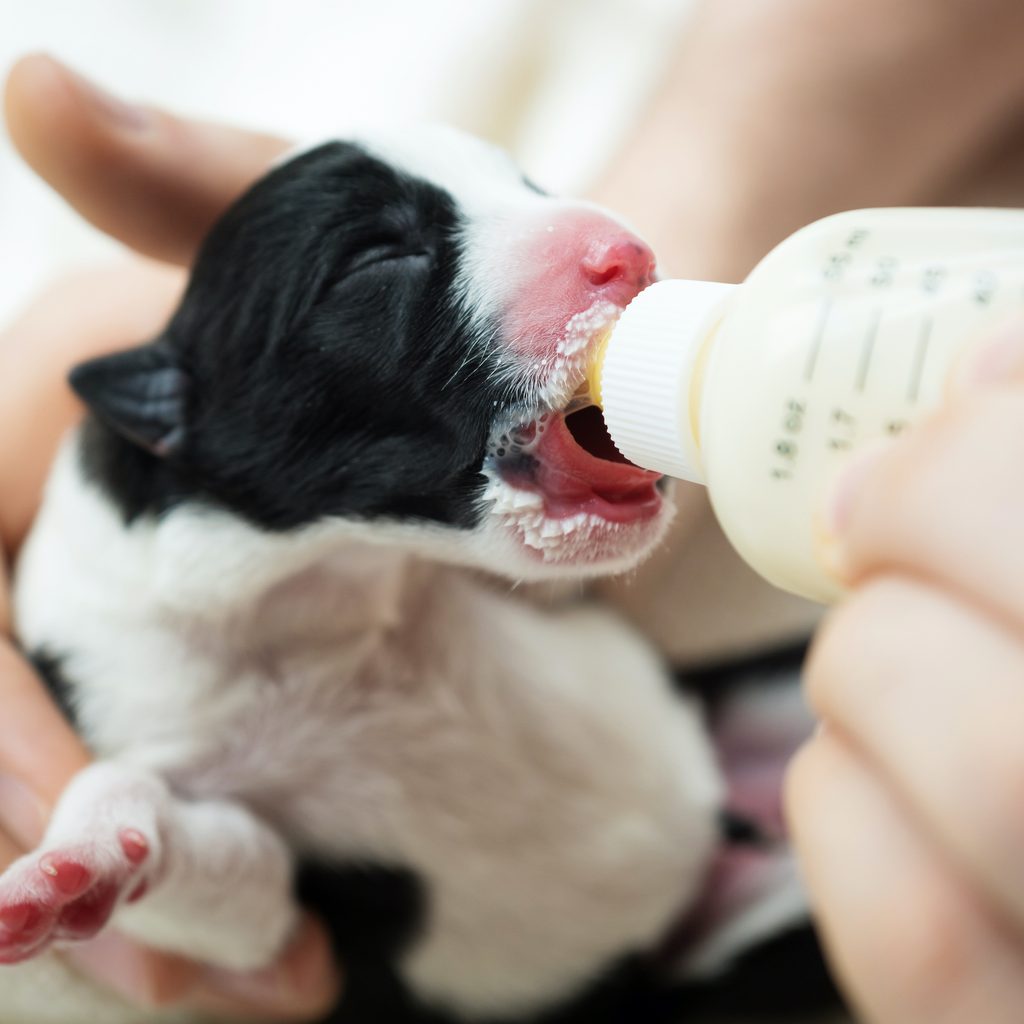 A newborn puppy is being held up so they can drink from a bottle