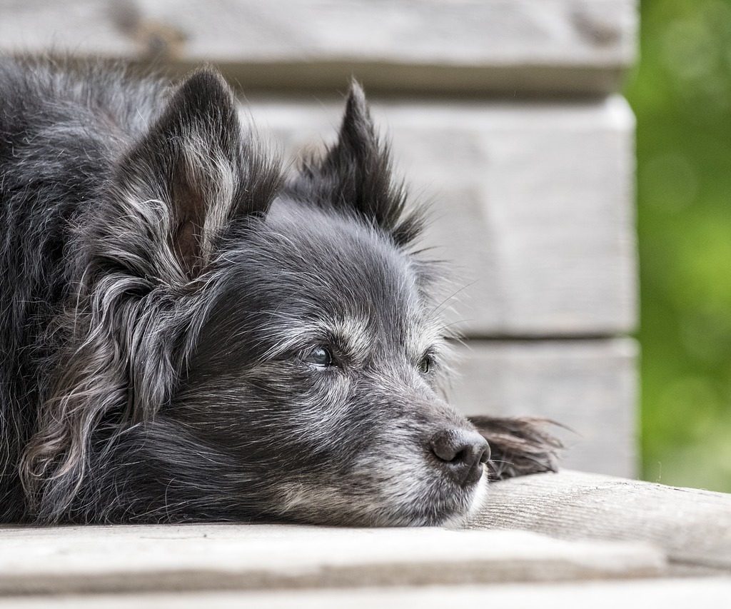 An old black dog with a graying muzzle lying on a porch