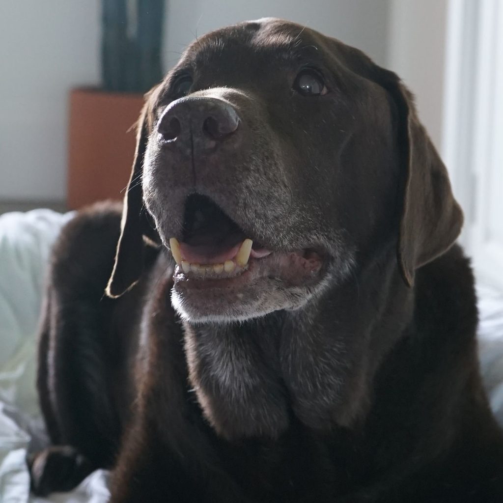 Old lab sitting on couch smiling