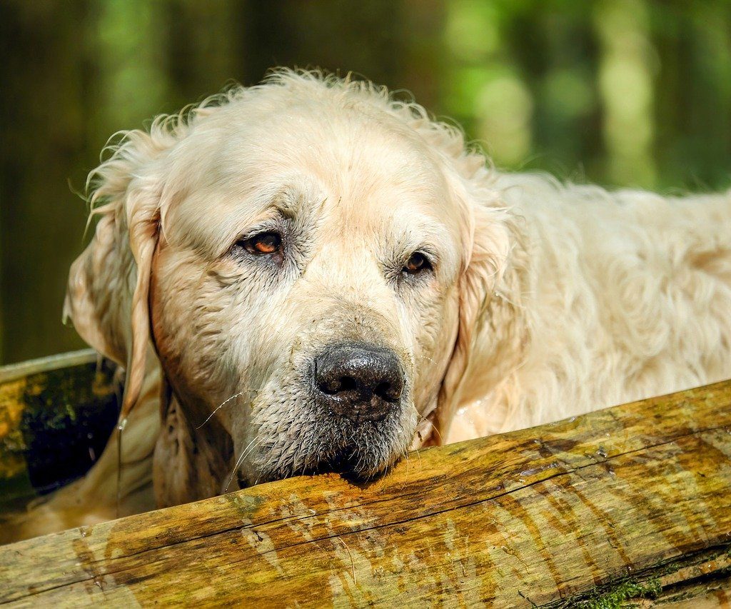 An old Golden Retriever stands between two logs outside.