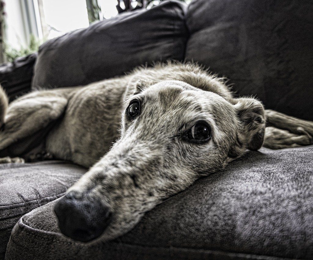 An old Greyhound lying on a gray sofa.