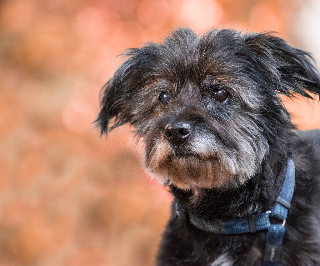 Old terrier with a gray muzzle