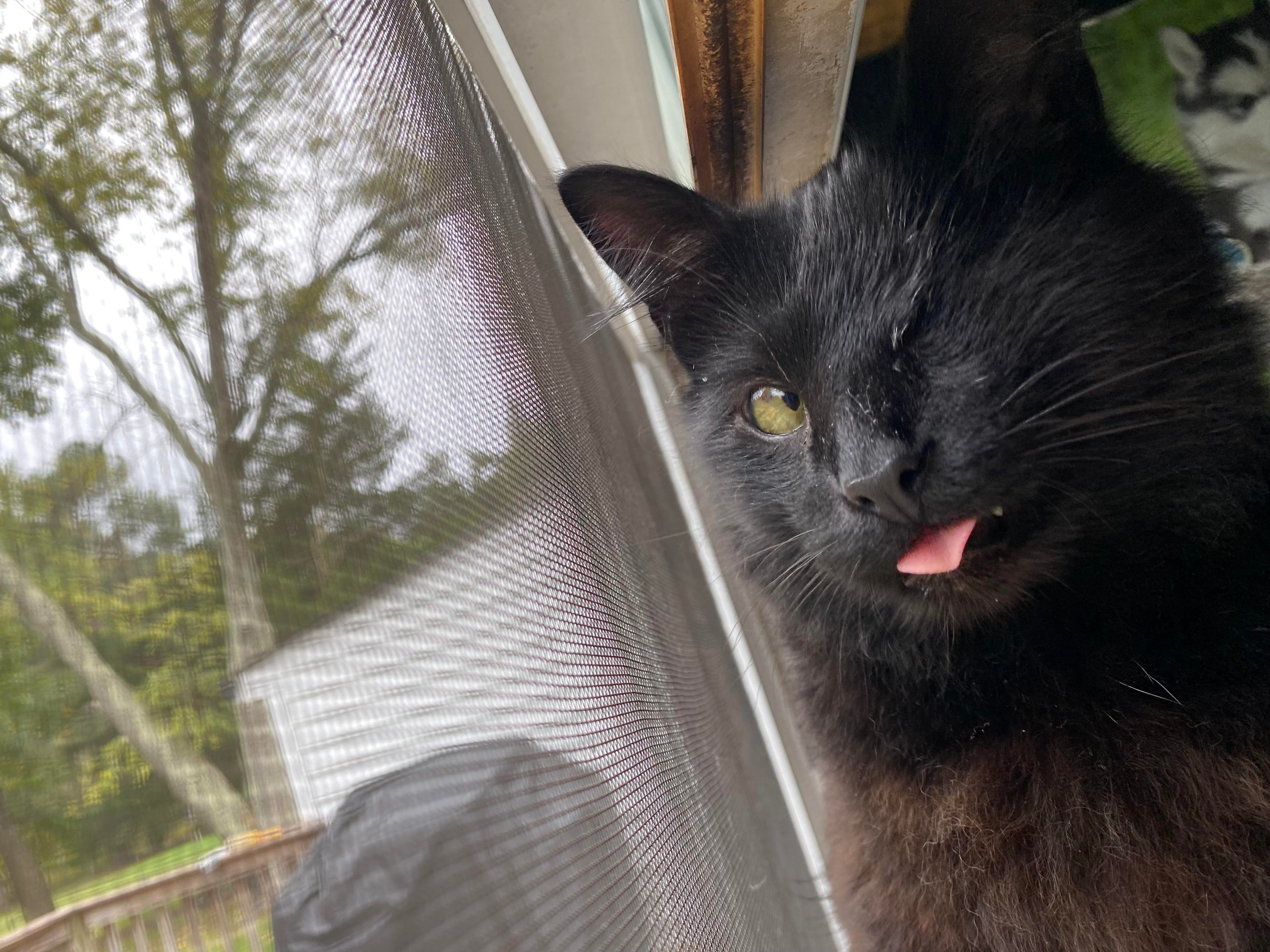 A one-eyed black cat sticks out his tongue.