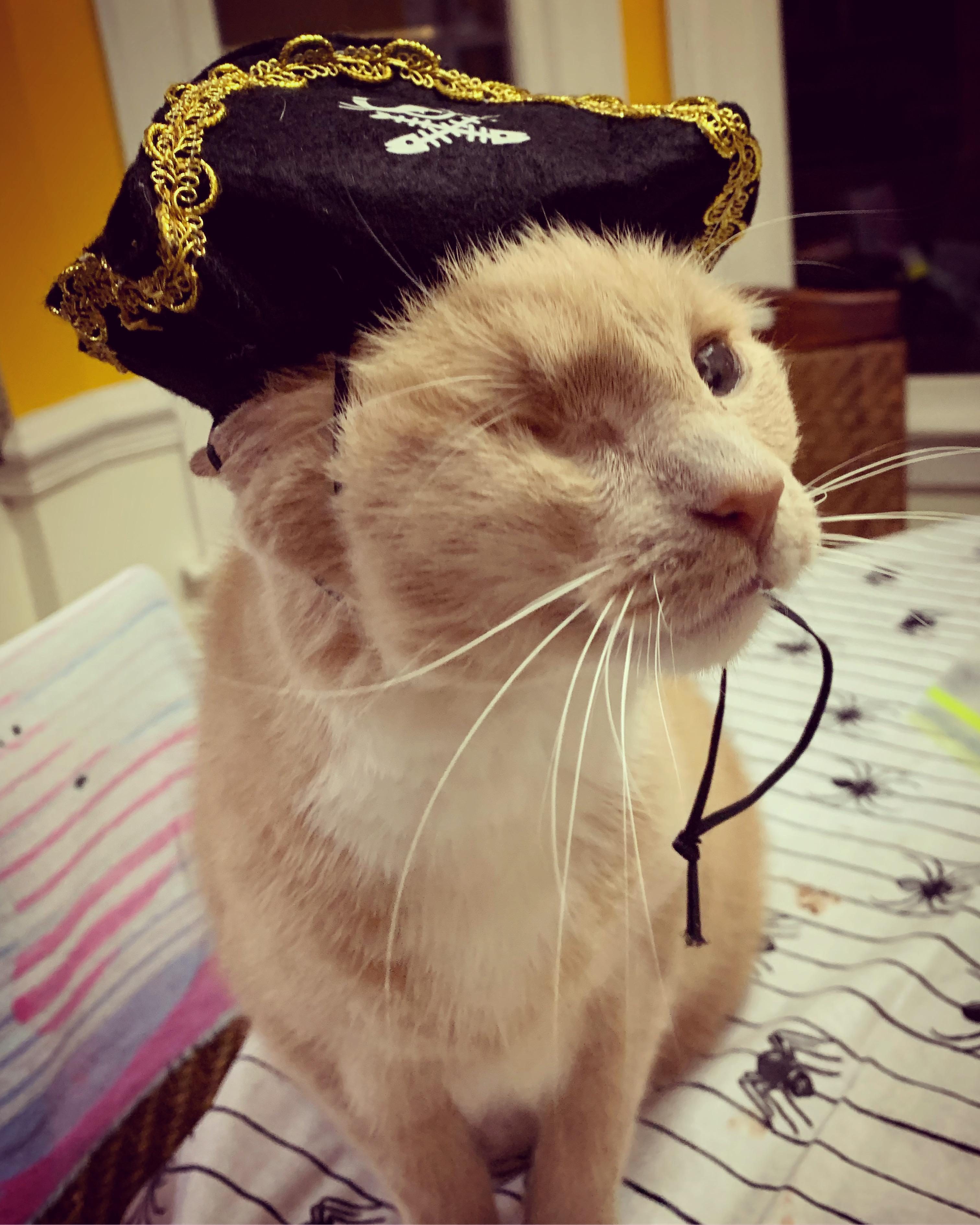A one-eyed cat dressed as a pirate.