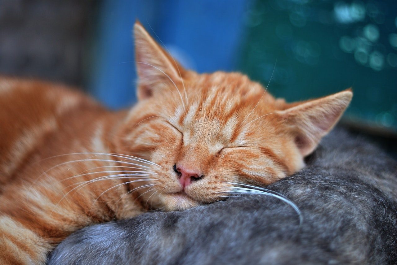 An orange tabby kitten snuggles a gray tabby kitten.