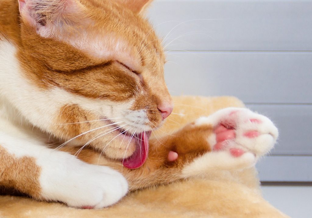 Orange and white cat grooming his paw
