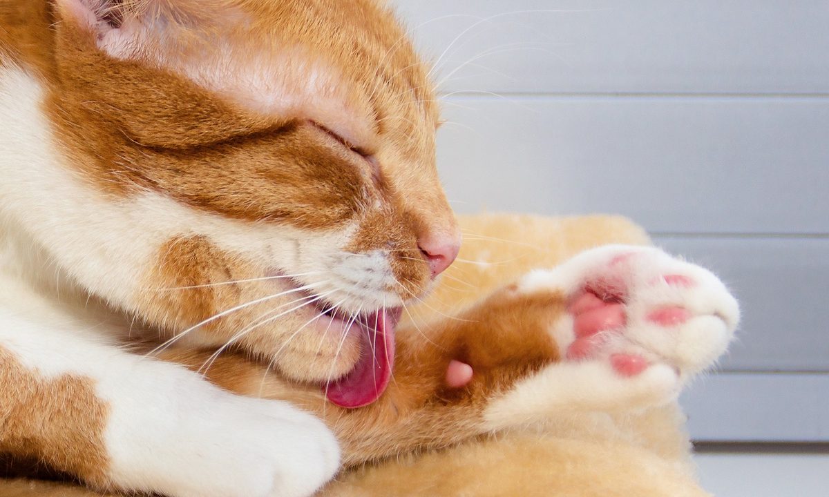 Orange and white cat grooming his paw