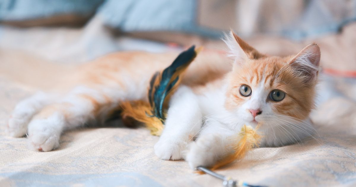 as-your-kitten-grows-be-prepared-for-these-behavior-changes-pawtracks
