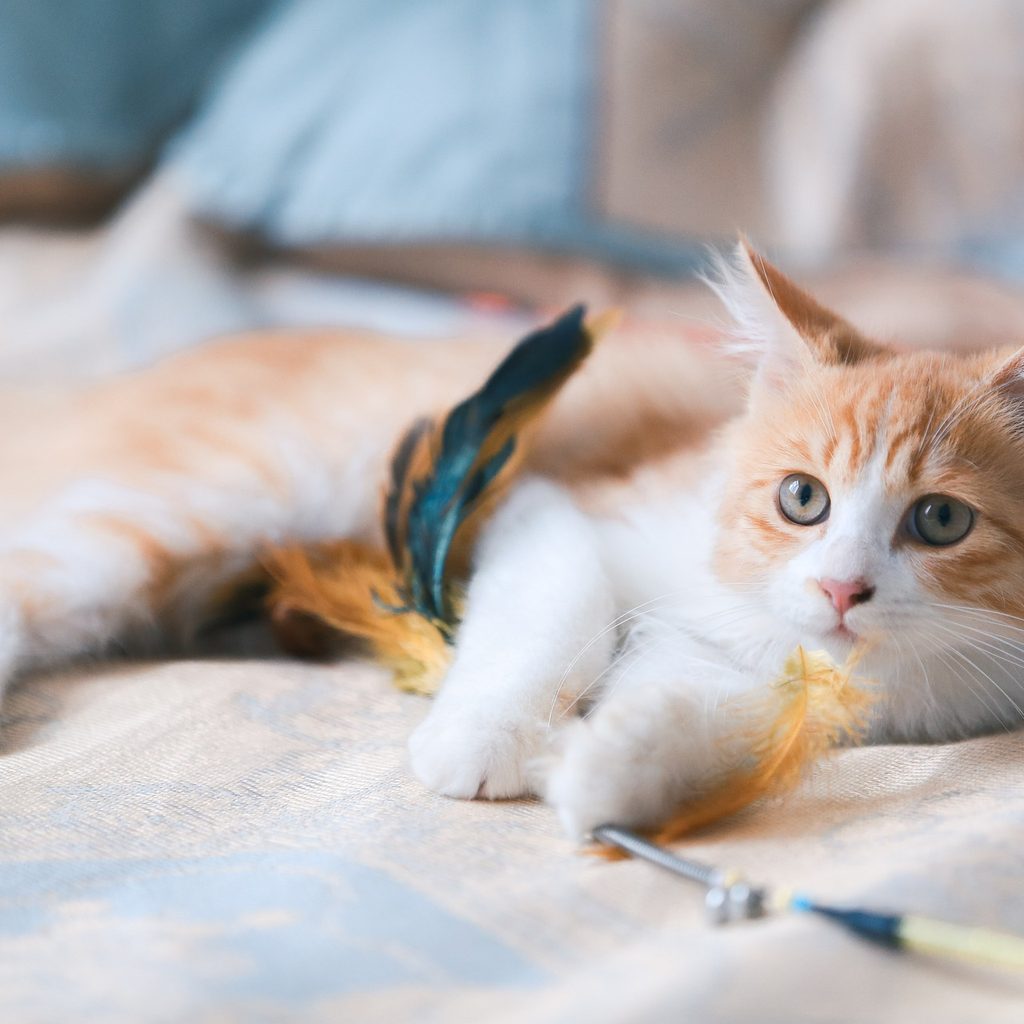 Orange and white kitten lying on a bed, playing with a feather wand toy
