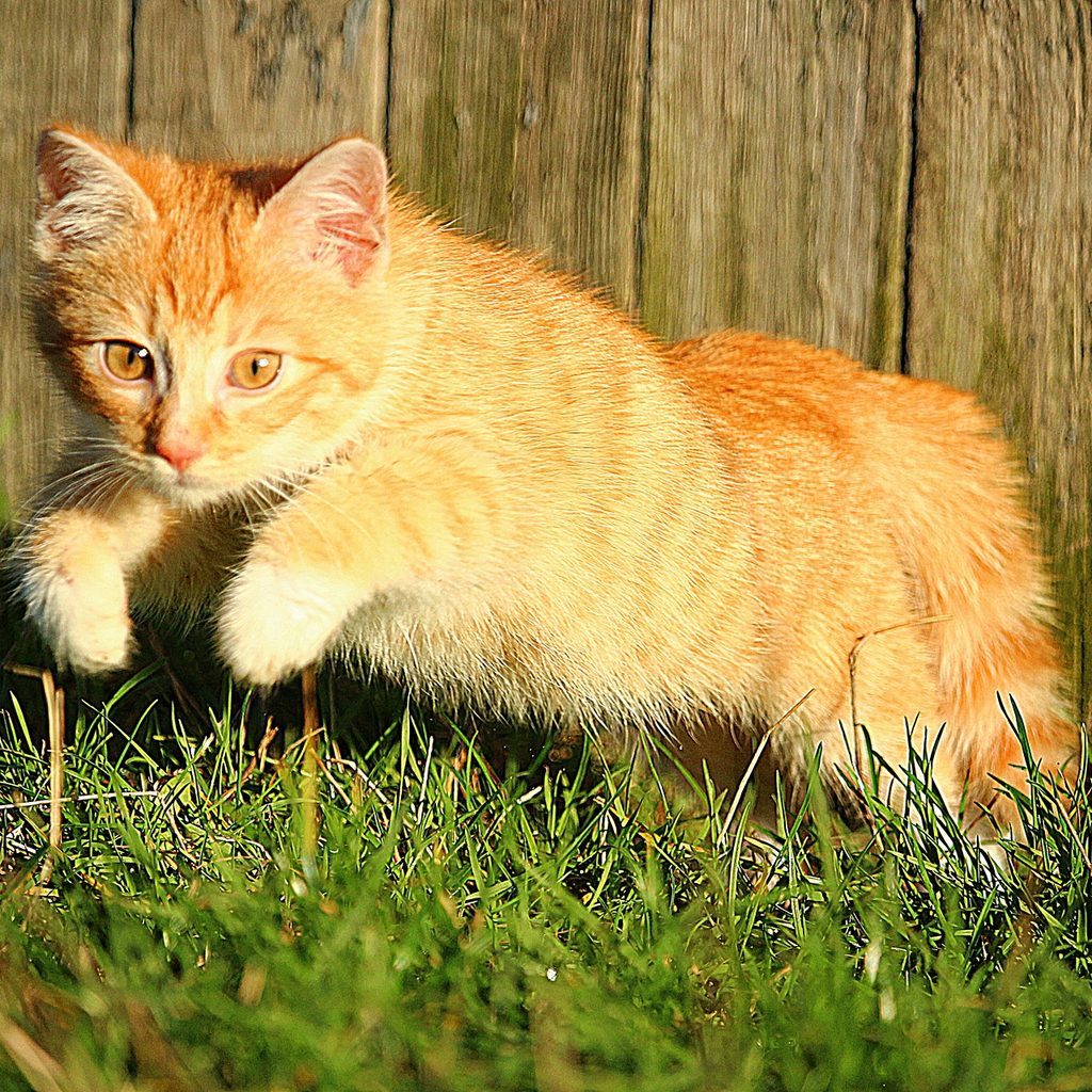 Energetic orange cat leaping in a yard