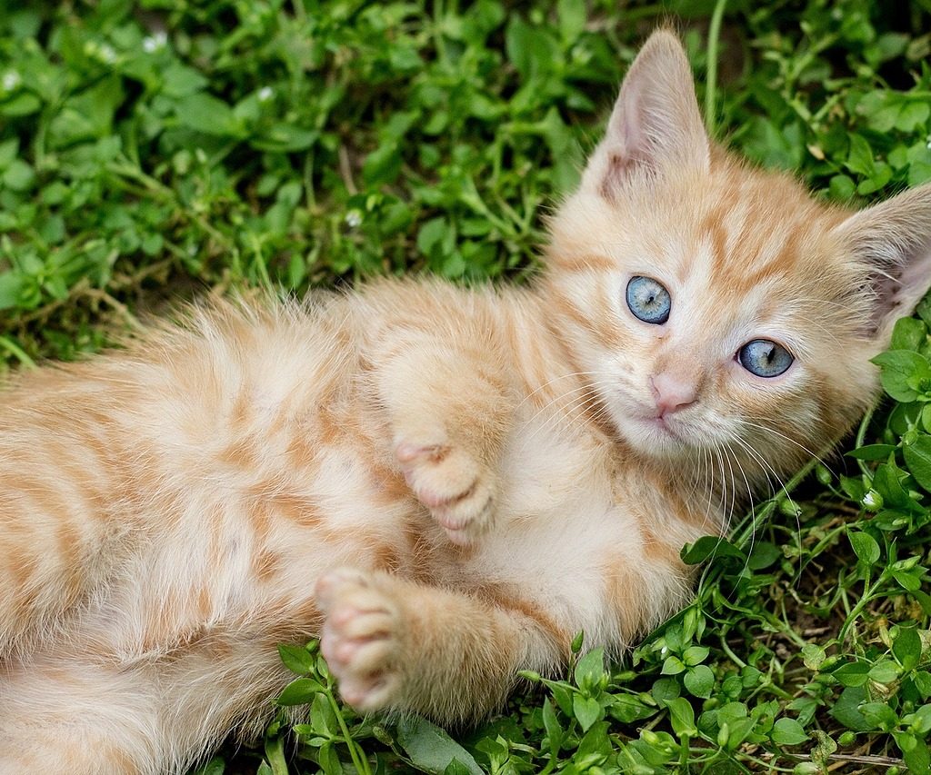 Orange kitten lying on its back in a grassy yard