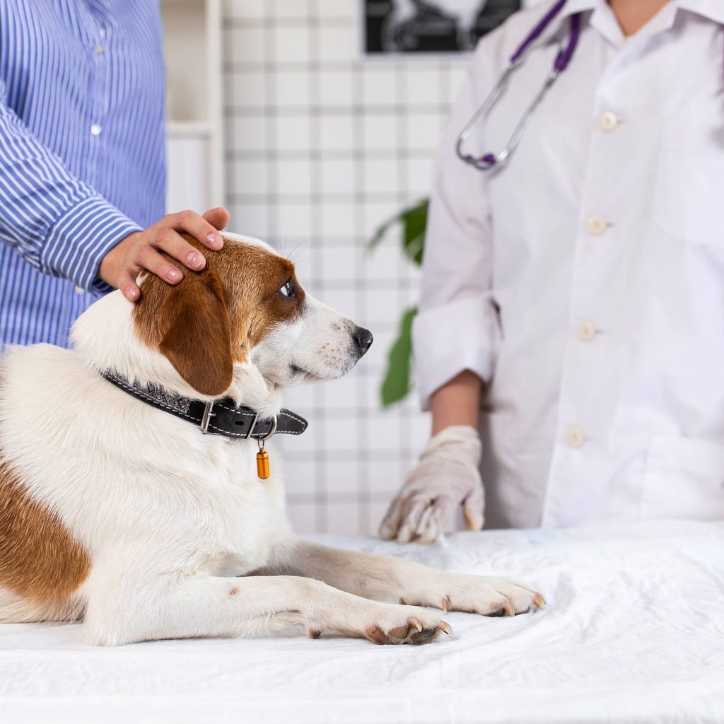 Owner petting dog at vet