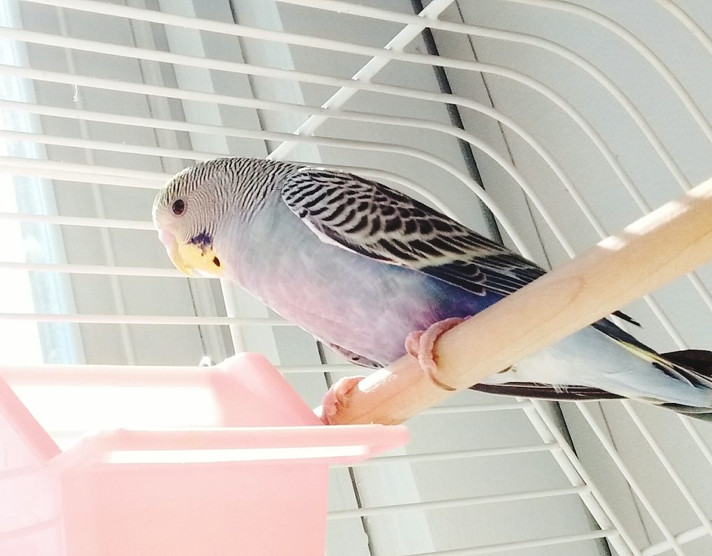 Parakeet sits on perch with bright morning light