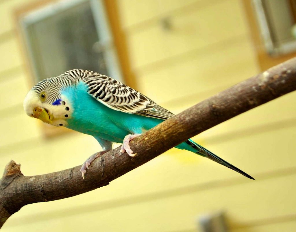 Parakeet sits on a branch looking quizzically