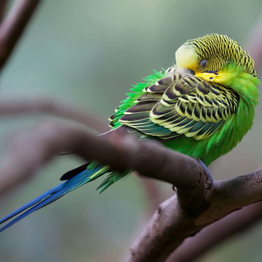 Budgie sleeps with his head buried on a branch