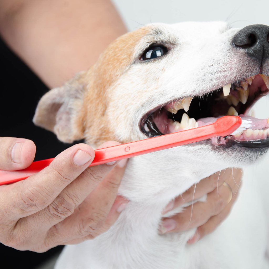 Person brushing their dog's teeth