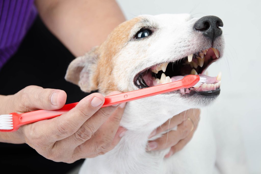 Person brushing their dog's teeth