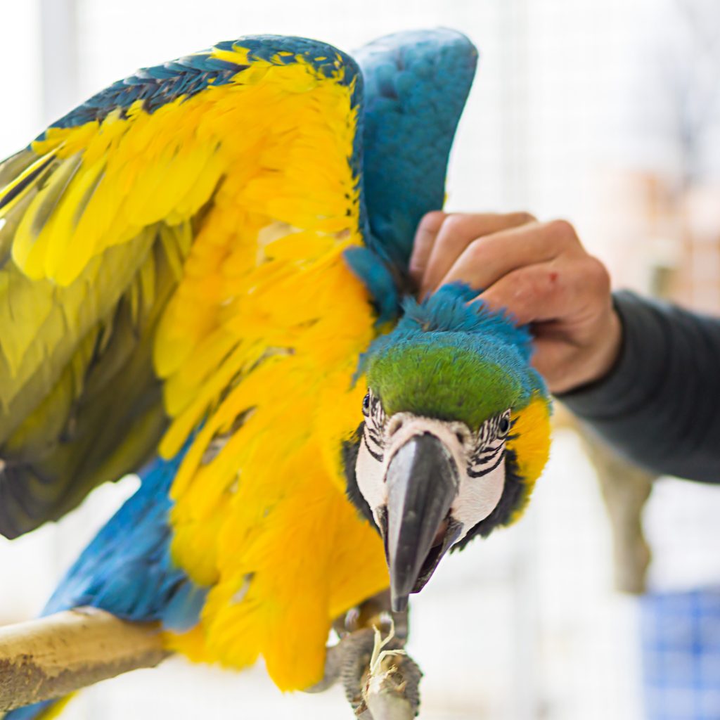 Blue and gold parrot being petted by owner