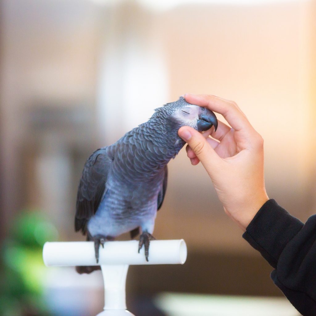 Owner pets his gray parrot on the head