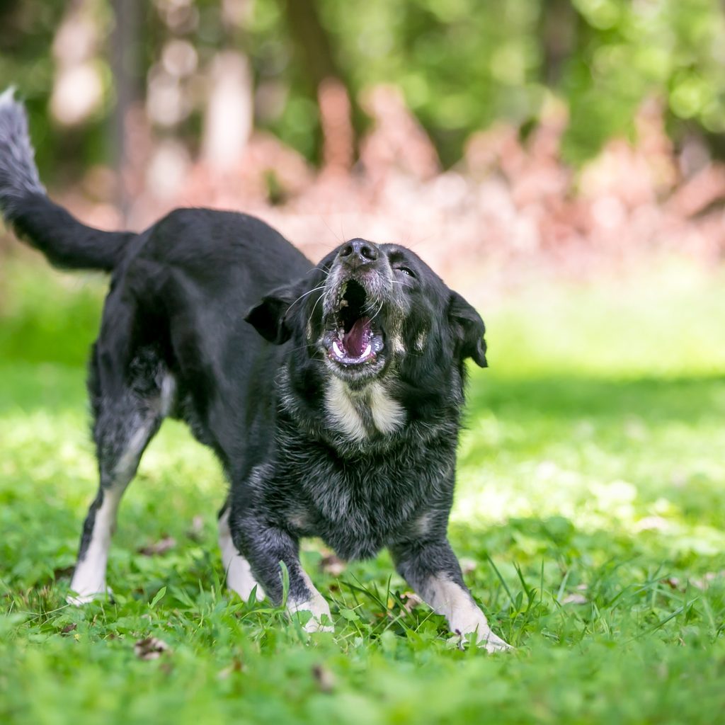 A playful Border Collie / Australian Cattle Dog mixed breed dog standing in a play bow position and barking