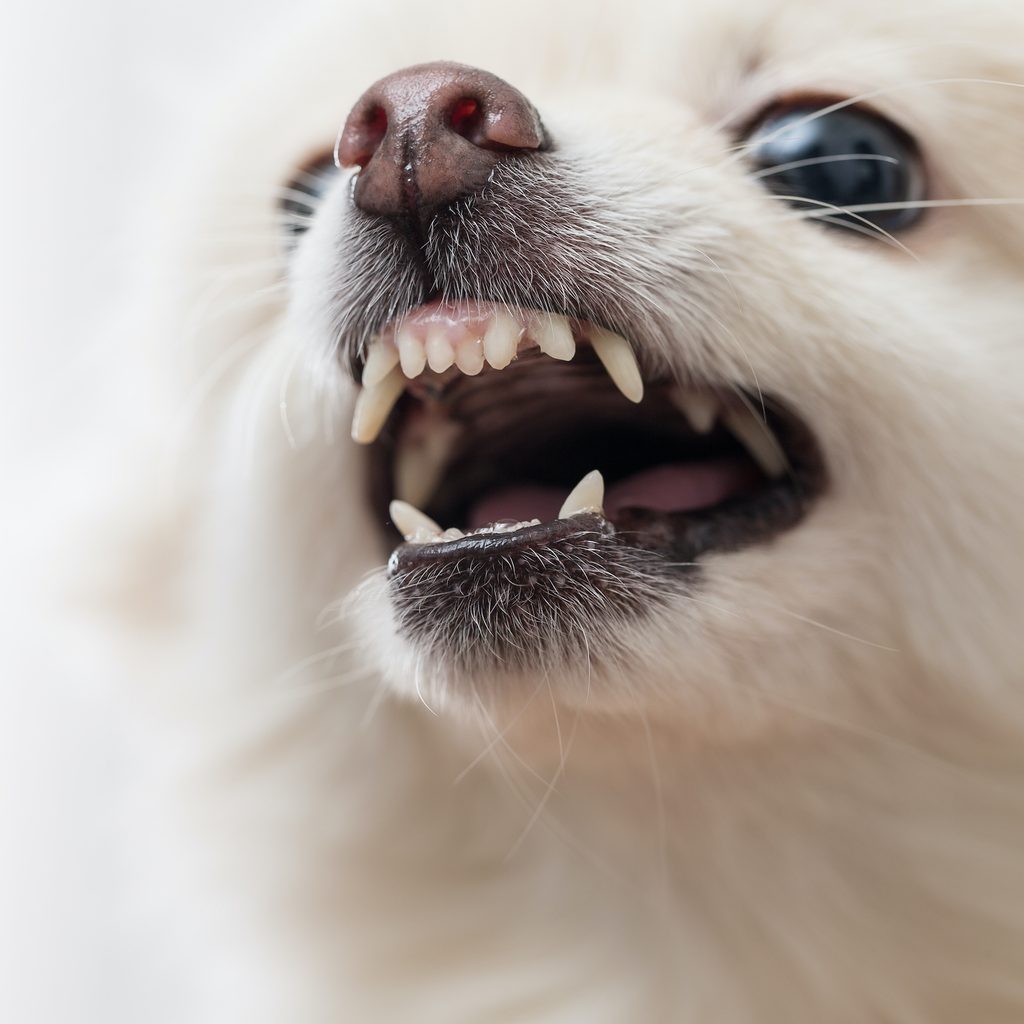 A close up portrait of a white Pomeranian baring their teeth.