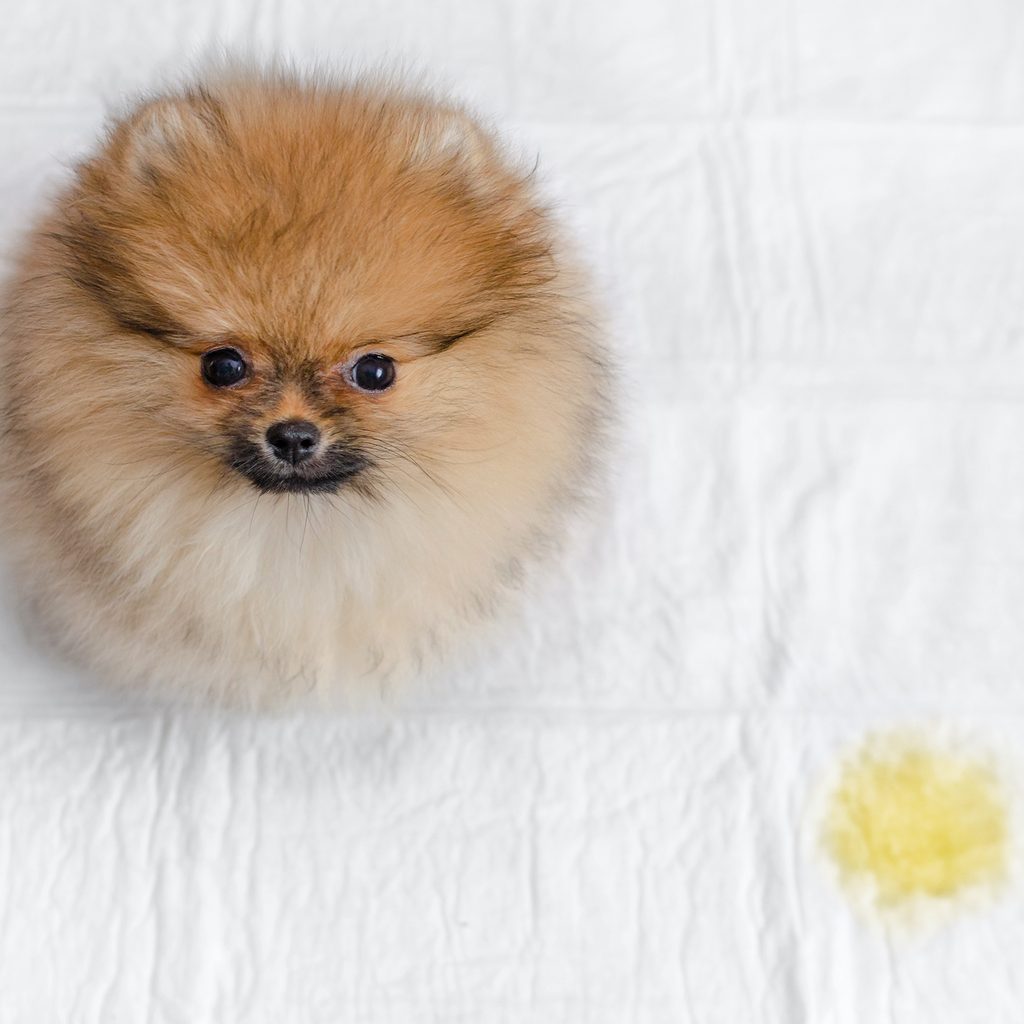 A Pomeranian puppy sits on a potty pad next to a potty stain