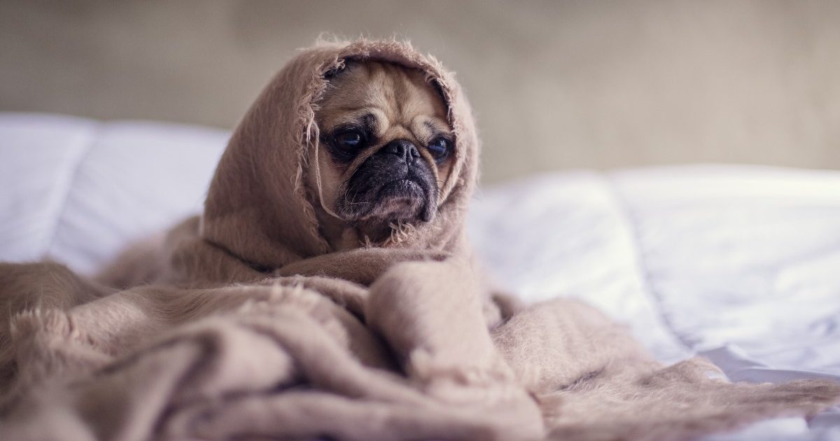 Why is your old dog coughing and gagging? Here's what to do | PawTracks
