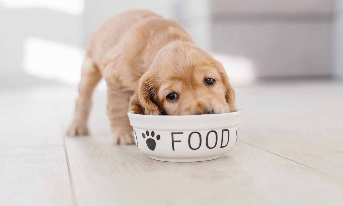 English cocker spaniel puppy eating dog food