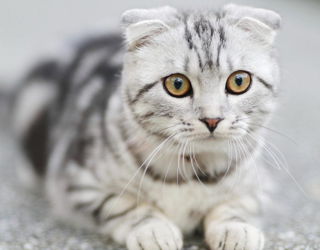 a sad gray cat with ears pinned back