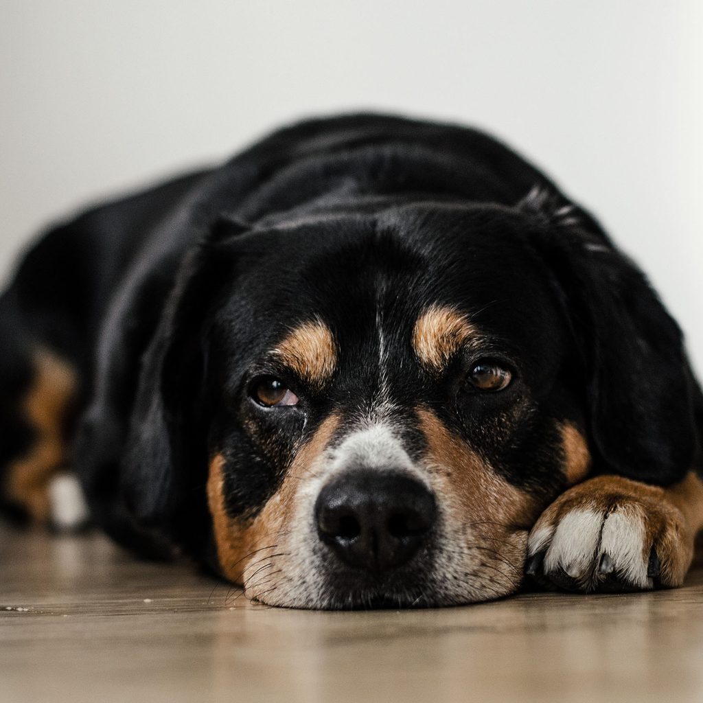 Sad dog laying on the floor
