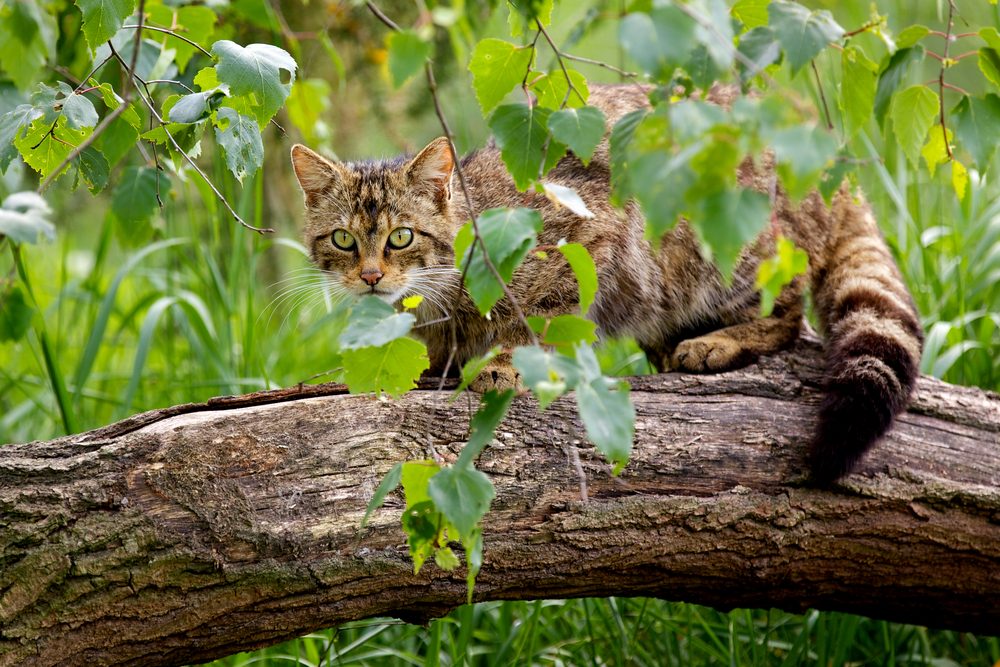 A Scottish wildcat hiding in the foliage.