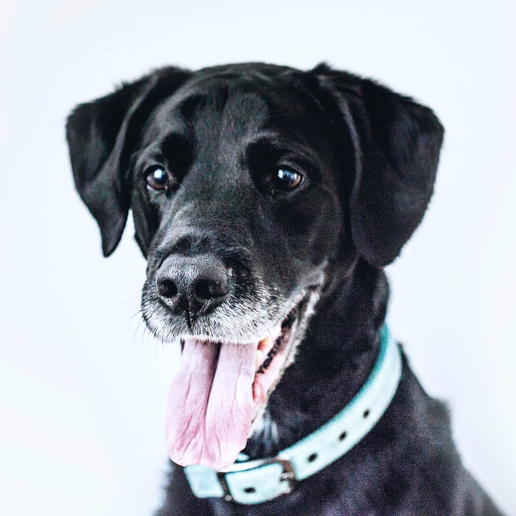 Senior dog smiling with tongue out