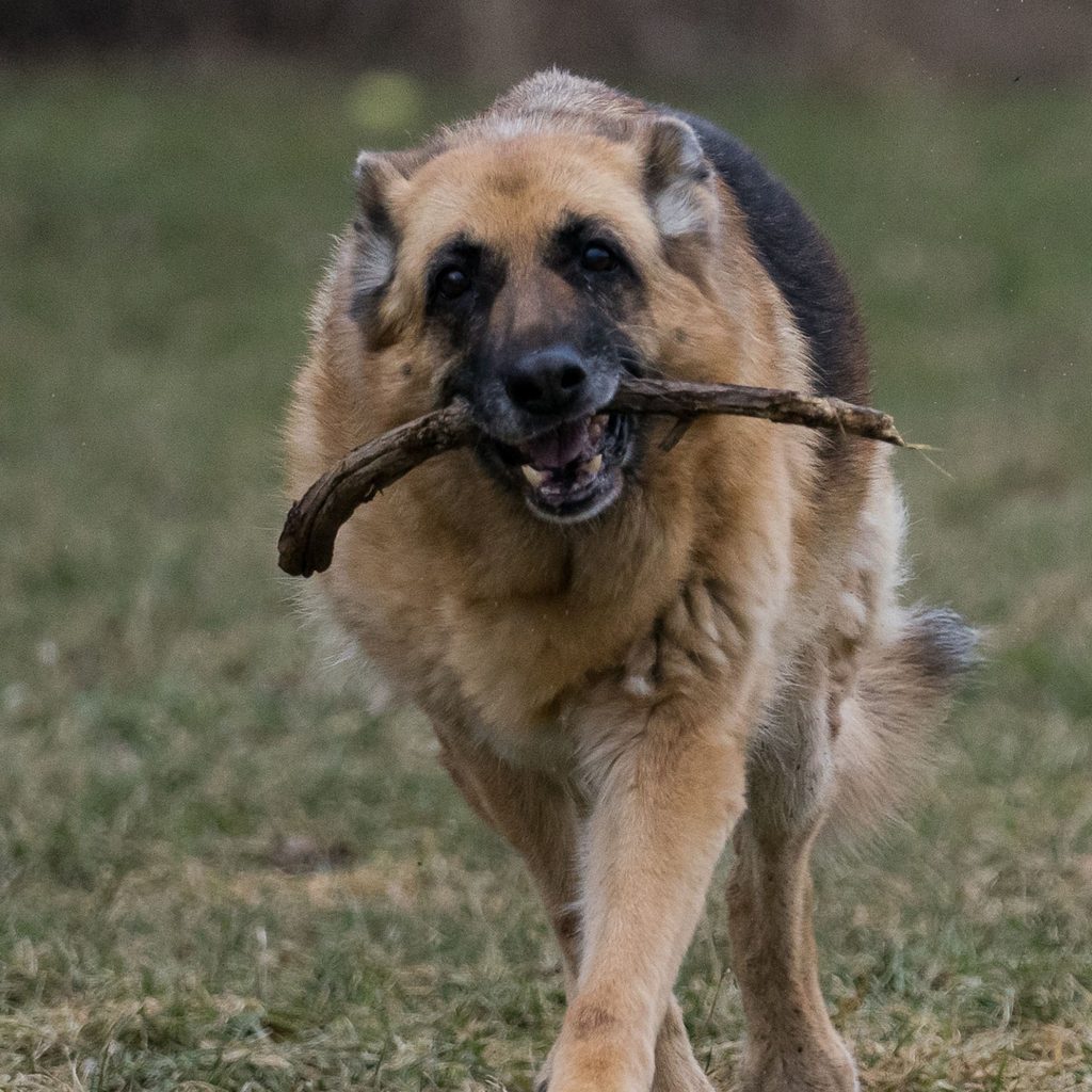 Senior German Shepherd carrying a stick in its mouth